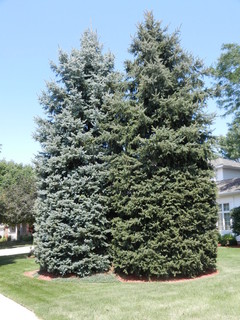 How Not to Trim Your Spruce Trees.