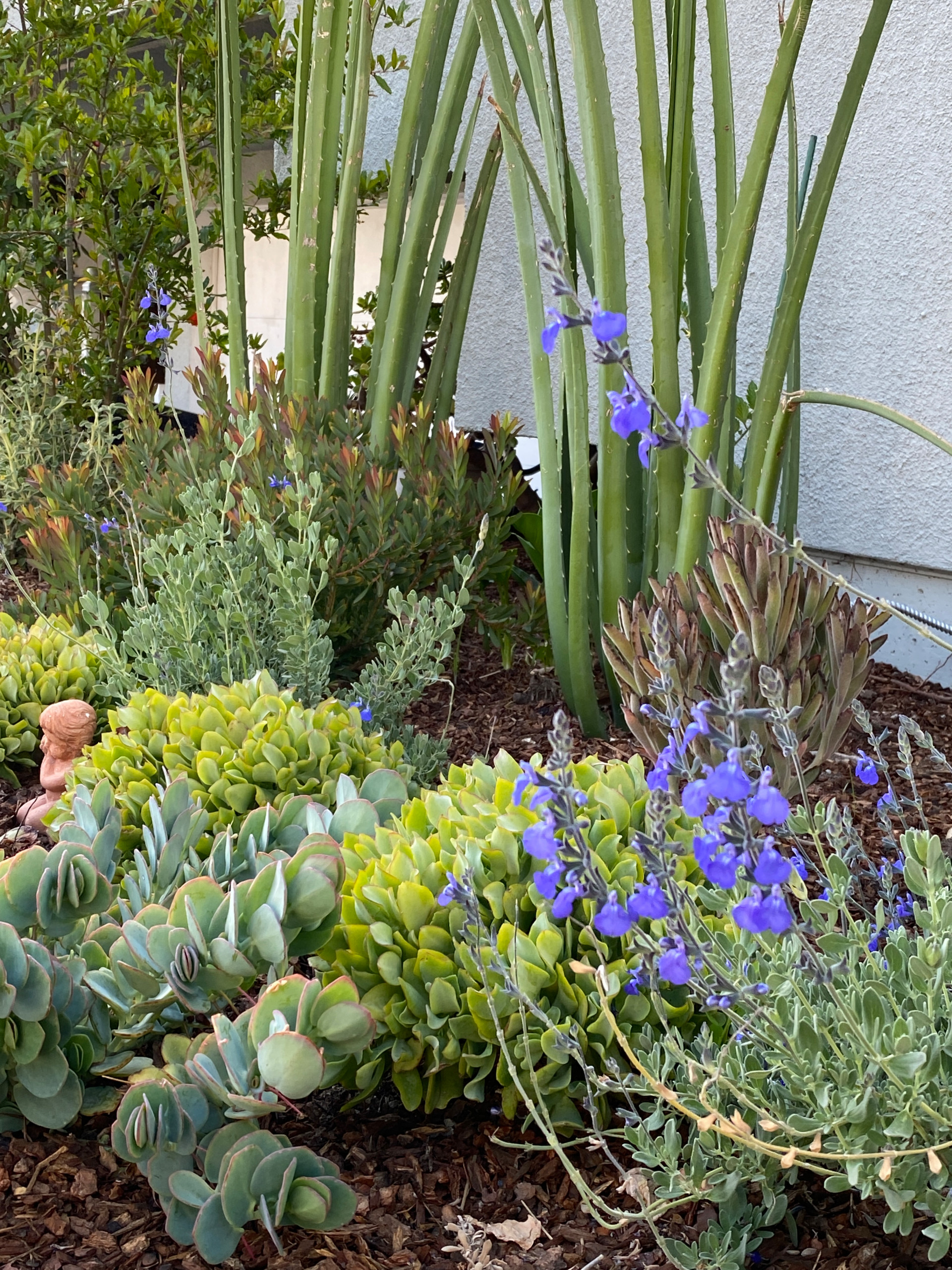 Hermosa Beach, CA: Front Yard Edible Modern Curb Appeal