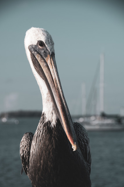 Bob The Pelican 3R Colorized Coastal Bird Wildlife Photo Unframed Wall Art Print