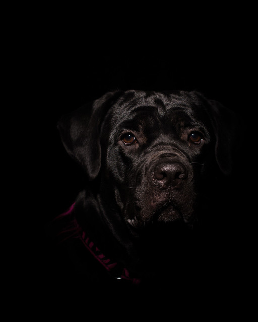 Cane Corso Low Key Black Dog Photograph Unframed Wall Art Print 16x20