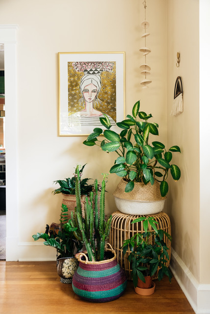 indoor pink plants 6” Philodendron Pink Princess