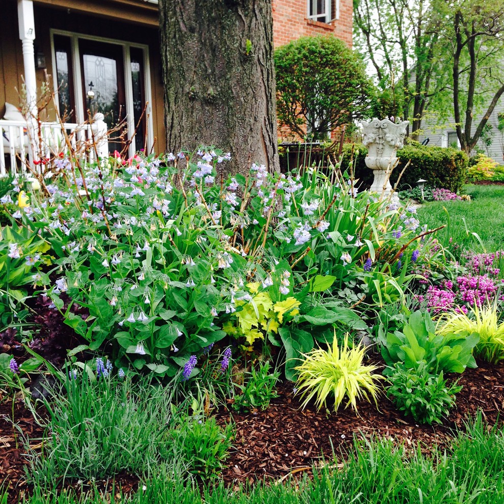 Spring Bulbs