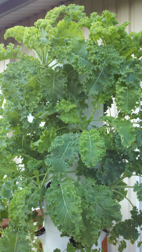 Alternative Nutrient Solution for Tower Garden