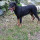 ghislaine_avenel