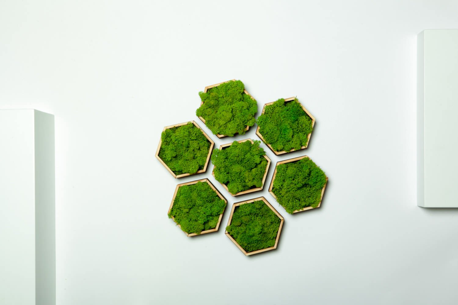 Мох.Стабилизированный мох. Ягель.Фитостены