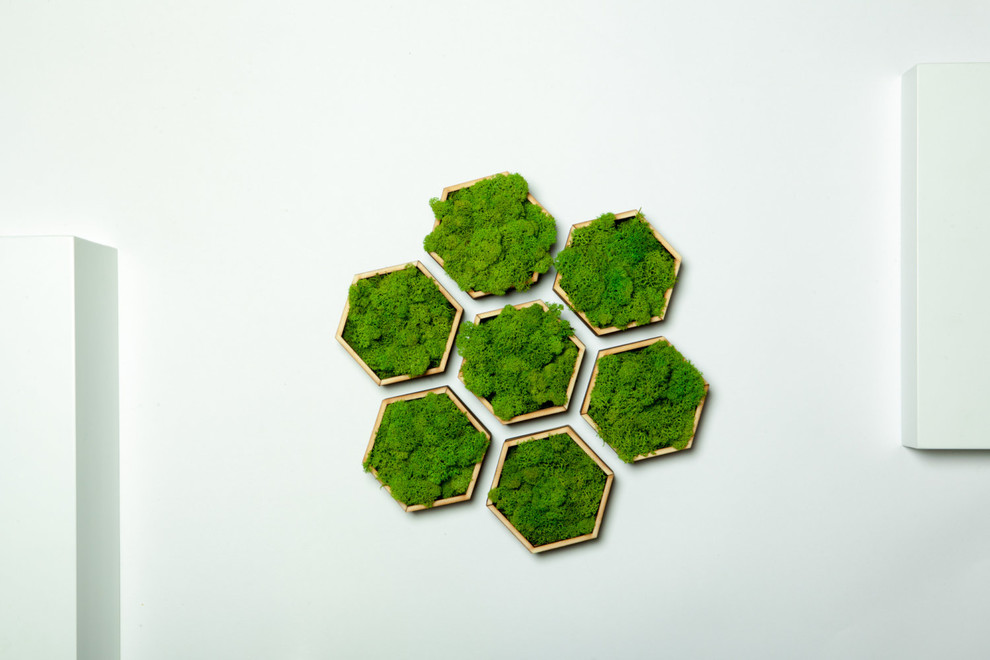 Мох.Стабилизированный мох. Ягель.Фитостены