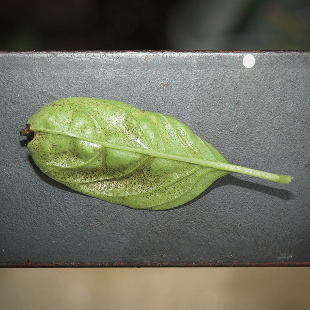 Black specks on basil, morning glory, grape | Houzz Forum