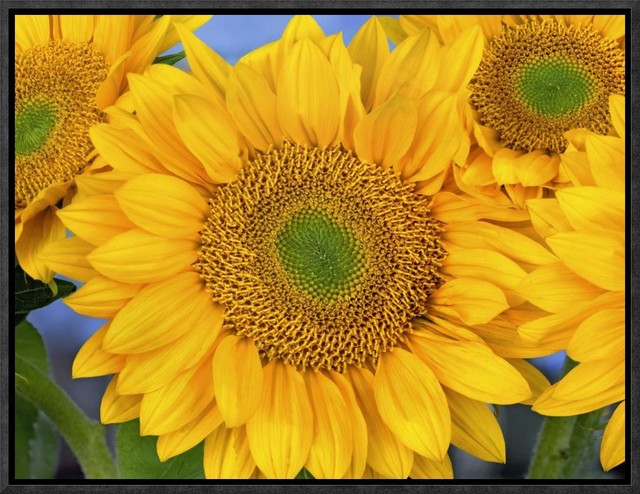 Common Sunflower Group Showing Symmetrical Seed Heads, 16