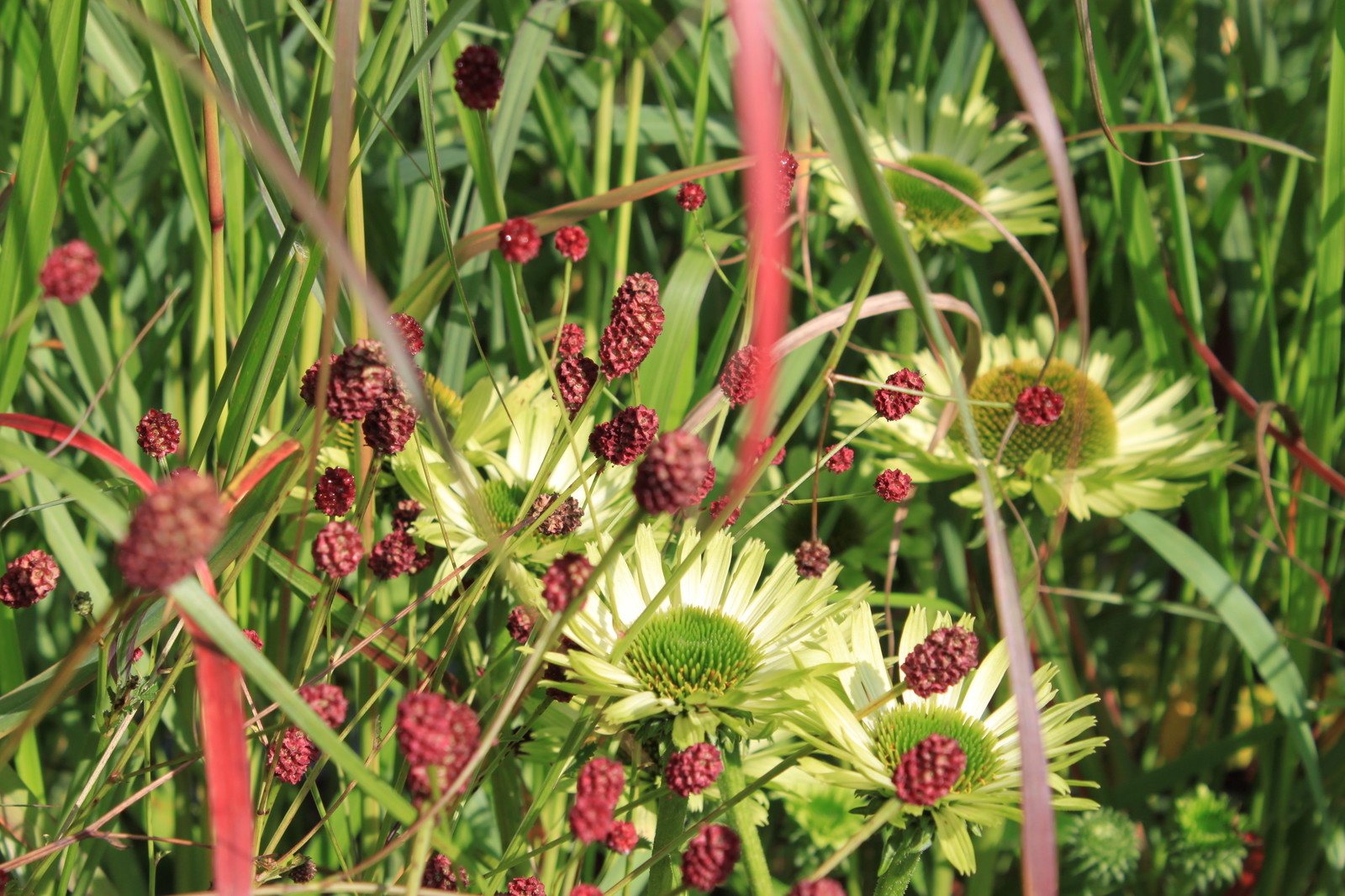 Выставочный Сад "Шалаш с зеленой крышей". Фестиваль "Сады и люди 2016"