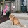 bratcat