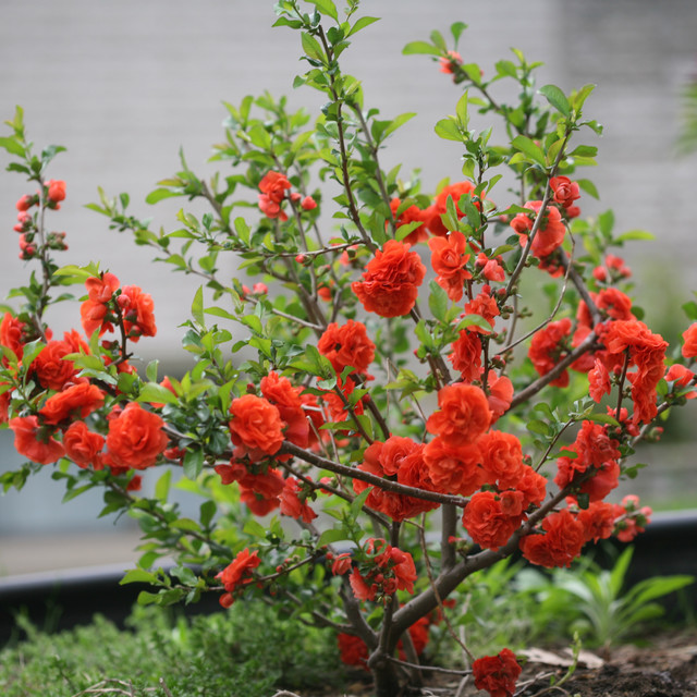 Double Take Orange Storm Quince Eclectic Garden Chicago