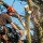 Red Woodpecker Tree Service