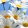 rachel_poinsett_davis