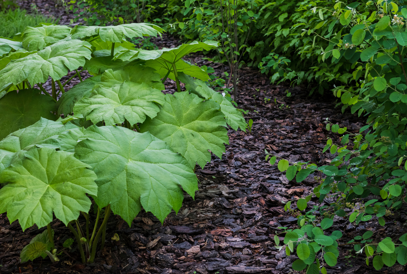 Большой сад в пригороде