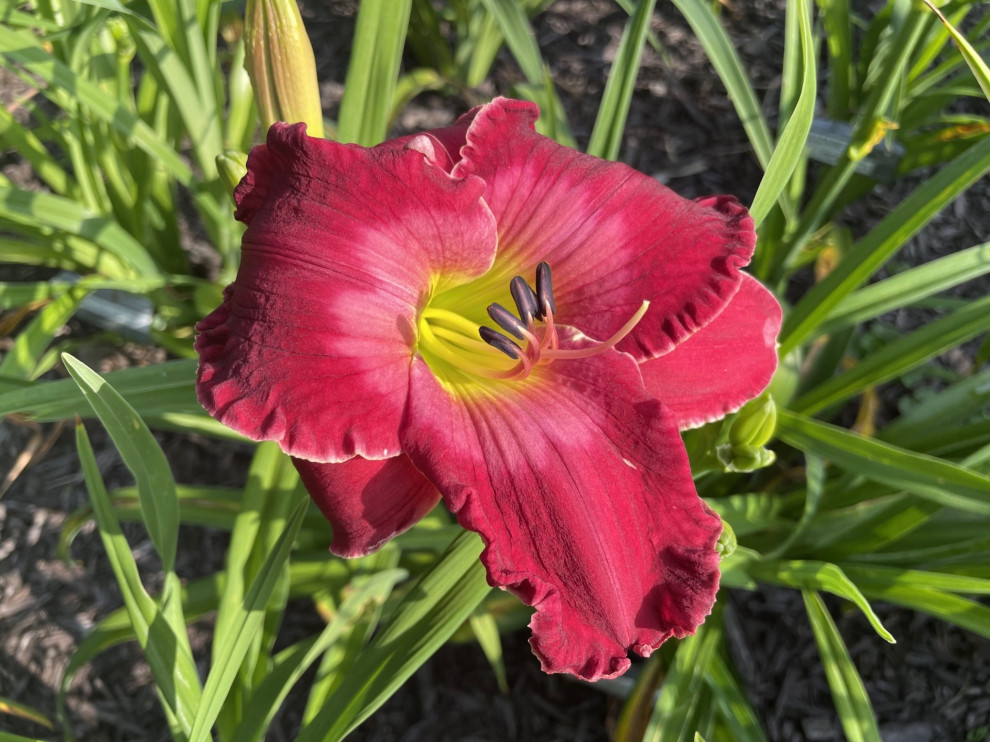 Saturday's Blooms | Houzz Forum