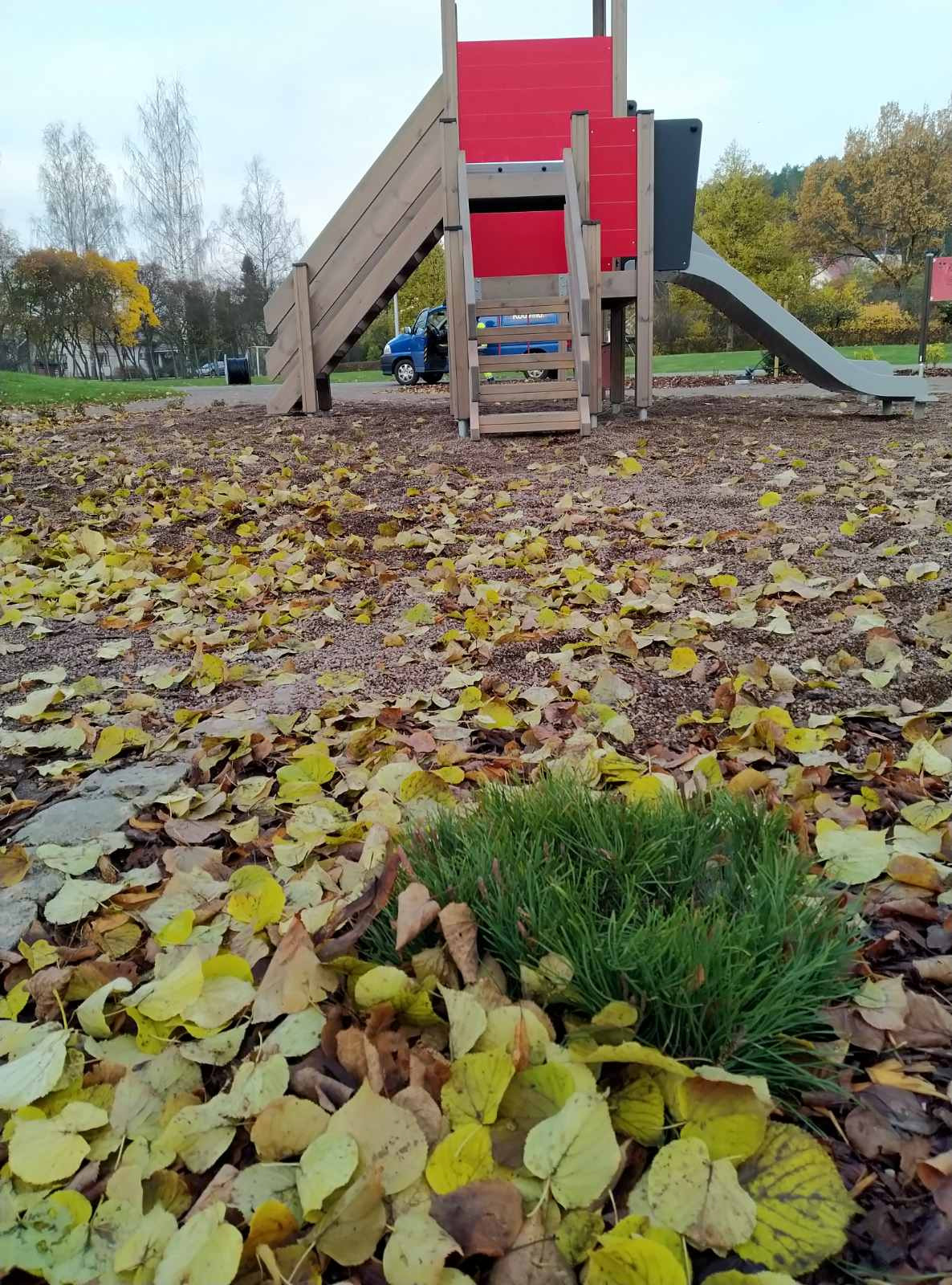 Озеленение придомовых территорий 2020