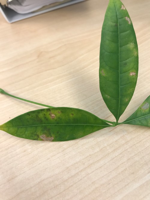 Pachira (money tree) trimming, rooting, and replanting. Pachira (money tree)