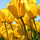 kimberly_collins71