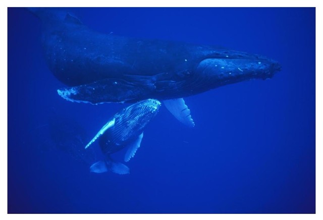 Humpback Whale Cow And Calf Resting, Maui, Hawaii-Paper Art, 32