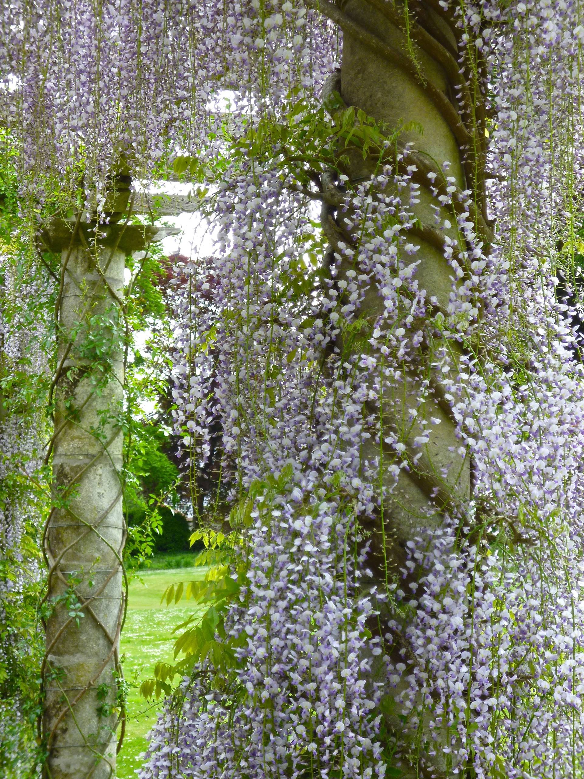 How to Prune and Look After Wisteria | Houzz IE