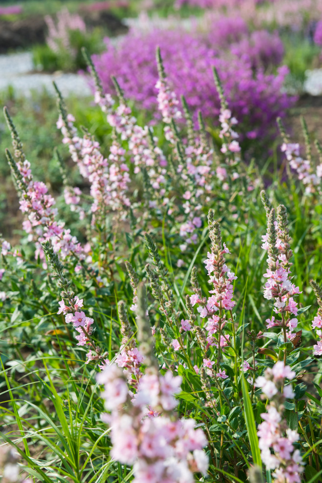 Многолетники