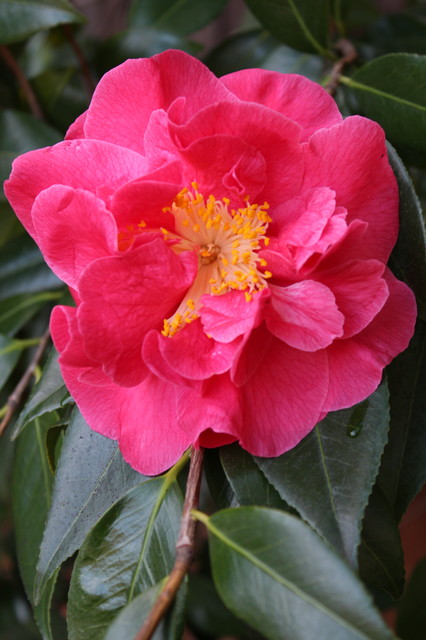 La Fleur Du Mois Le Camelia Delicat En Fevrier