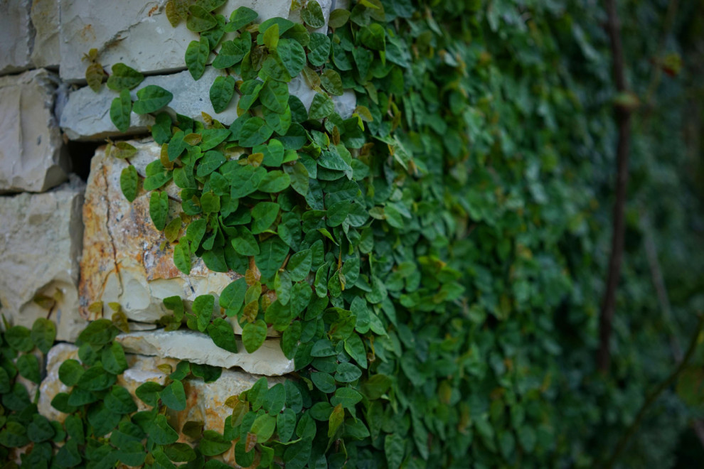 Лазурный Берег Сочи