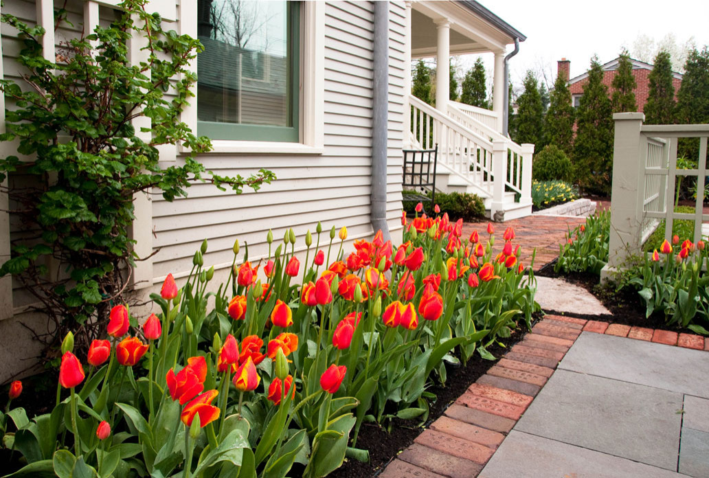 Soft reds and yellow Blend tulips off back patio off garage