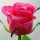 webuser_266845758