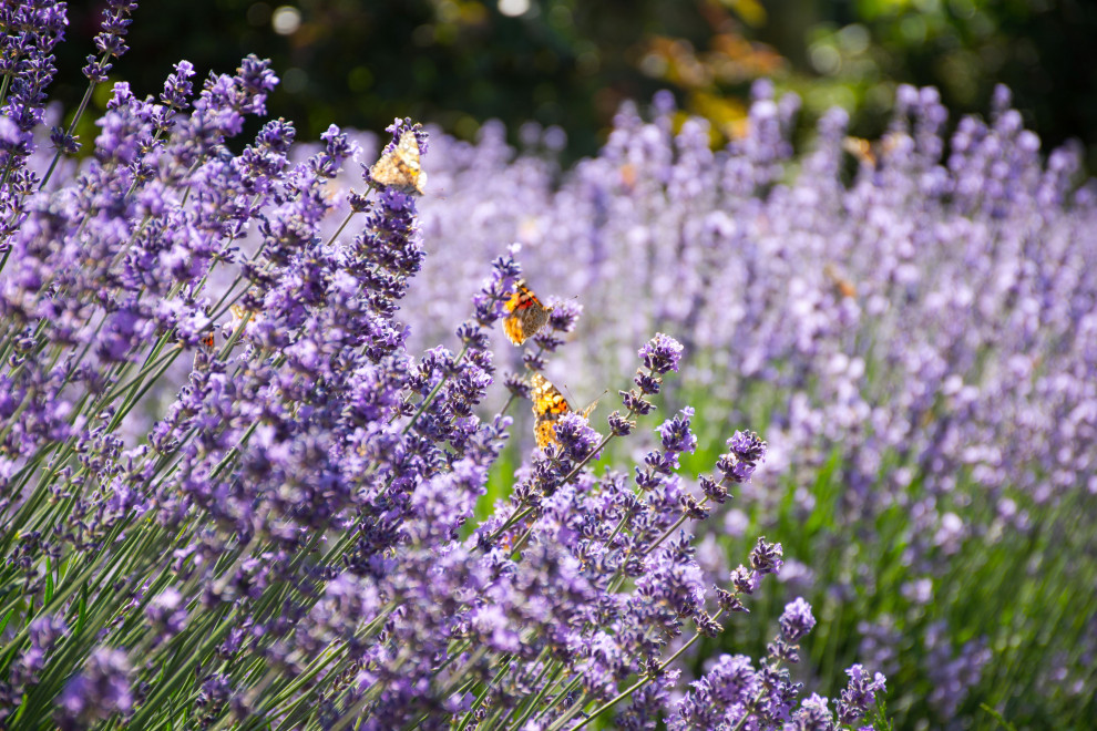 Lavender Drive, Planting, Essex