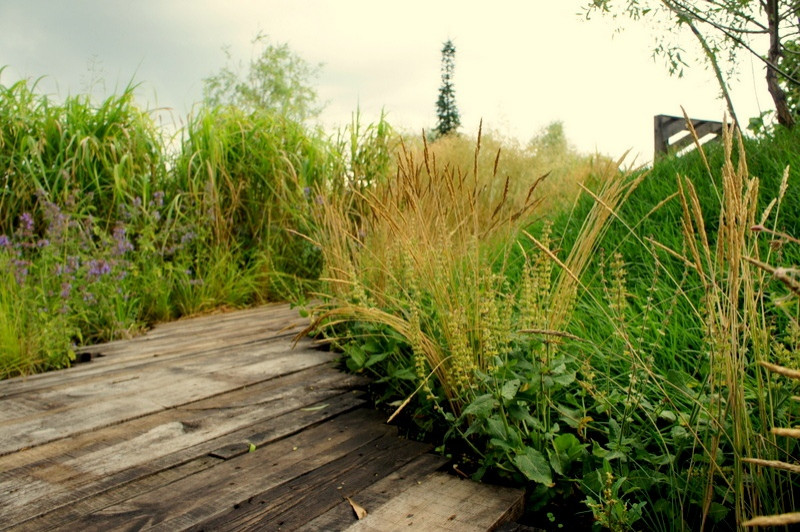 Мини-сад "Ветер в ивах"