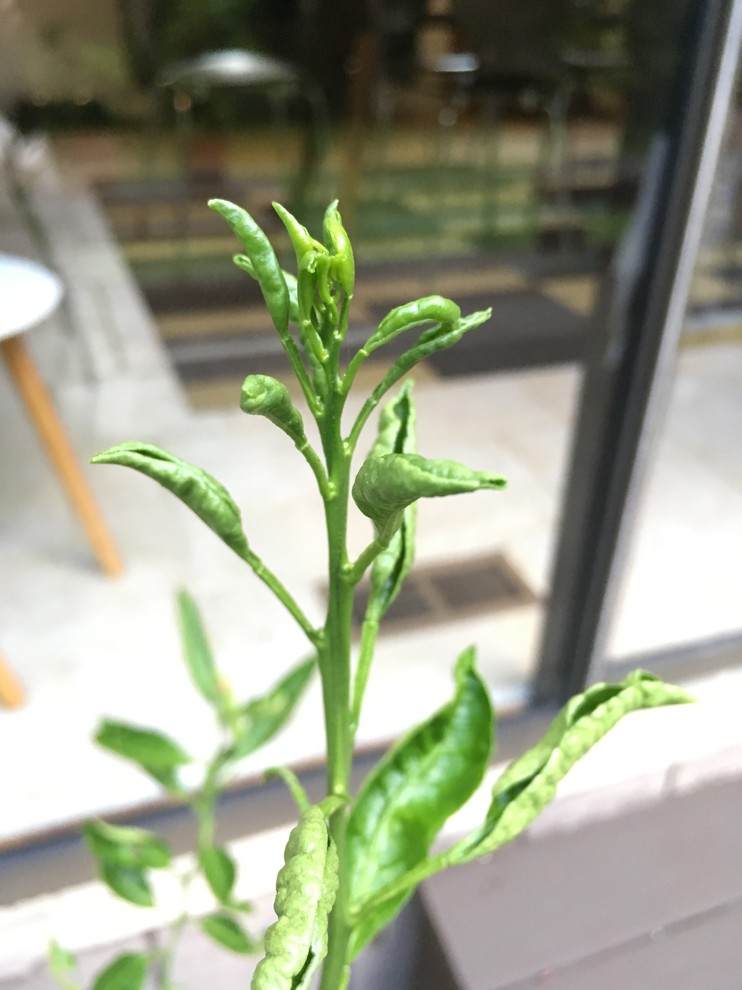Tangerine leaves curling