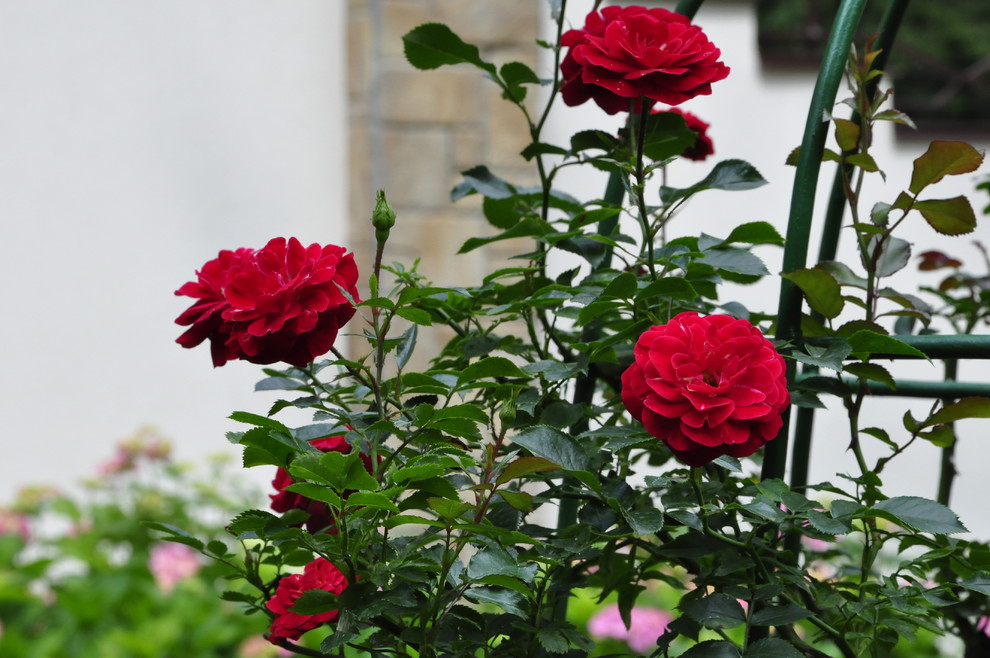 кп "Успенские дачи" - Уход за садом - 100% качество!