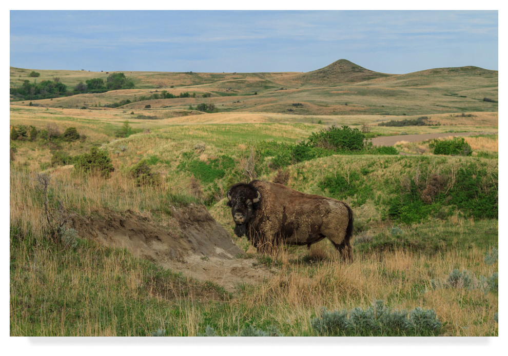 Galloimages Online 'Bison In North Dakota Landscape' Canvas Art, 32"x22"