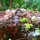 asif_m_mohammad