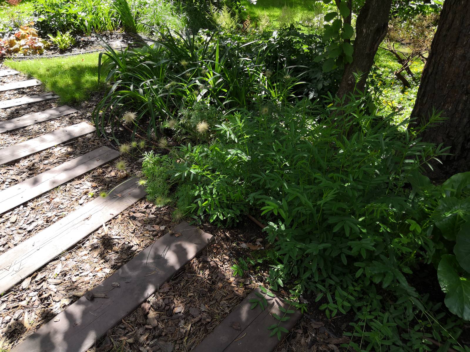 12 сот в лесу