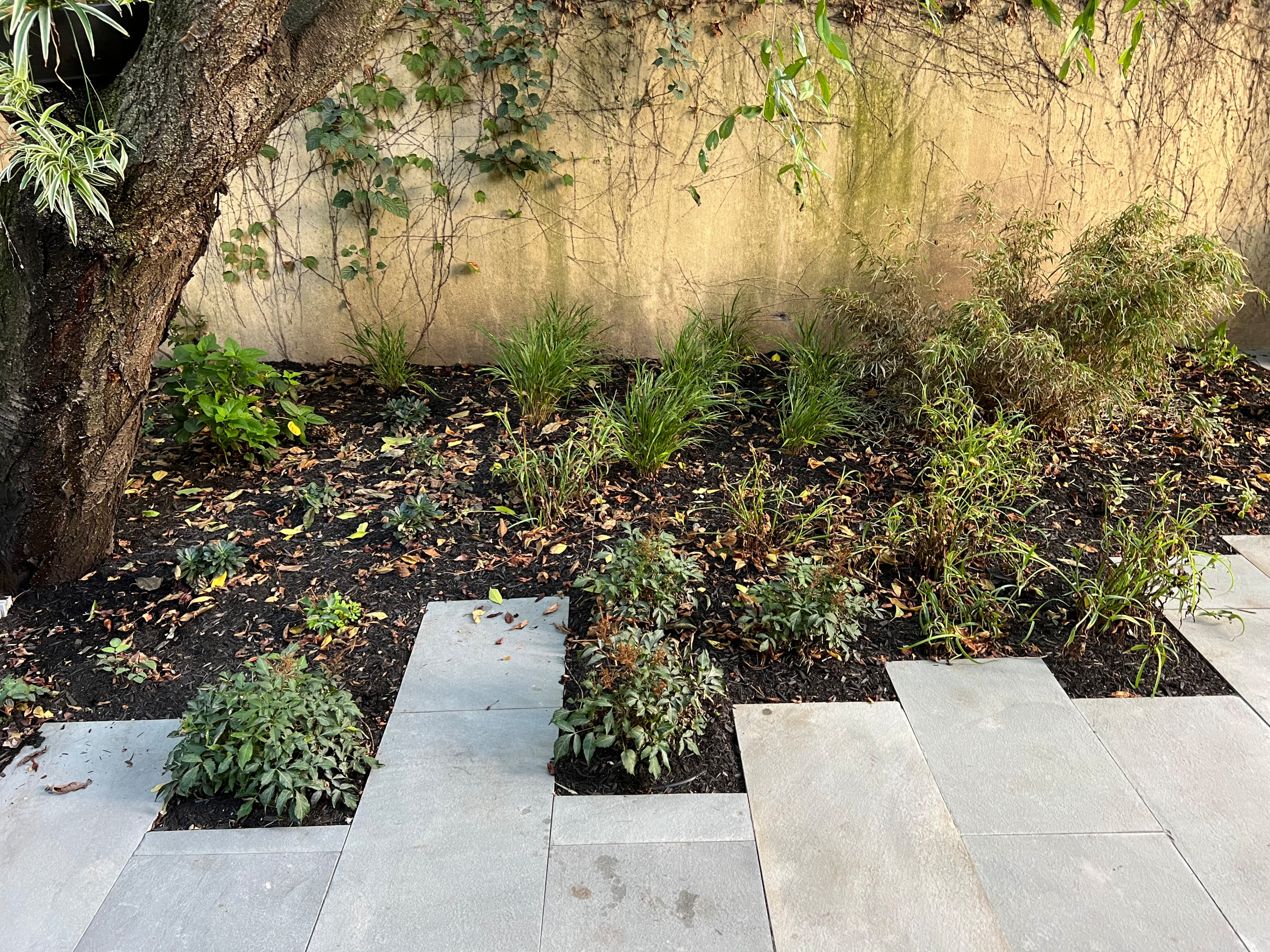 Modern Urban Shade Garden