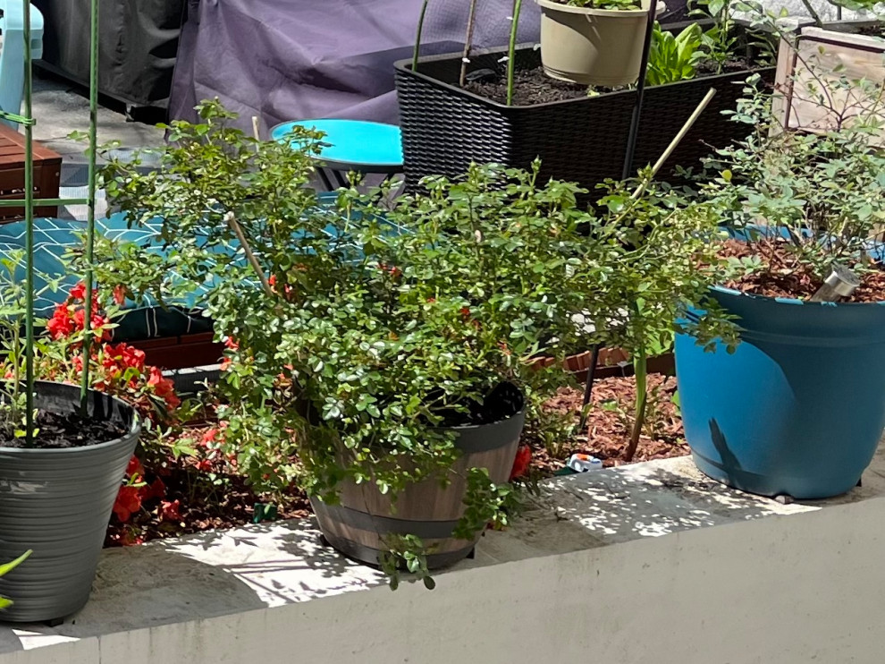 Overnight yellowing leaves on Drift Roses