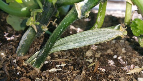 Zucchini stems splitting