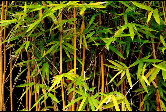 What To Know About Bamboo Floors What To Know About Bamboo Floors