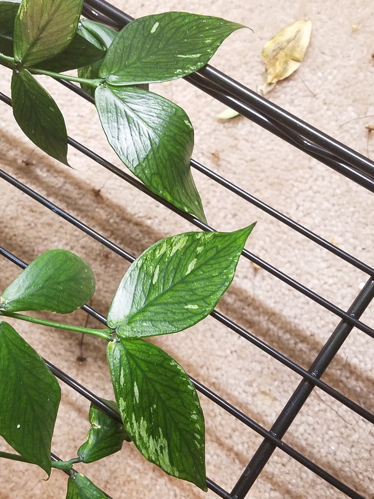Hoya Polyneura Splash? | Houzz Forum