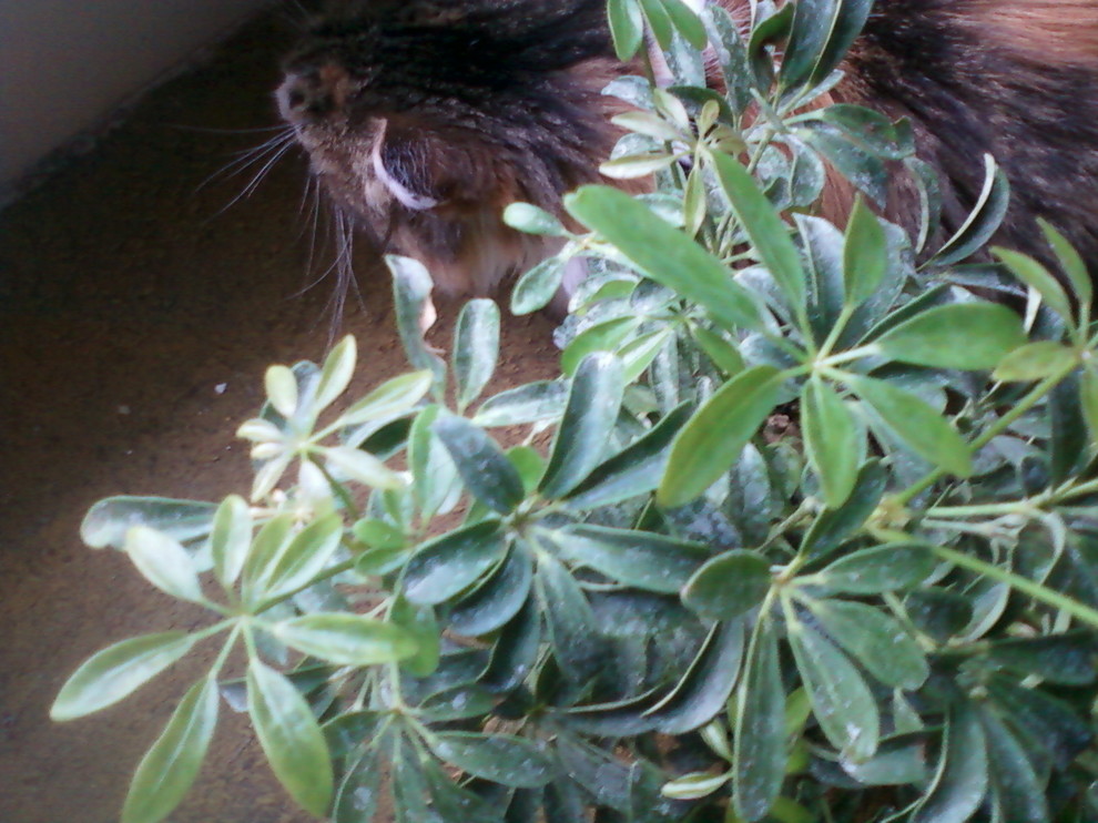 Schefflera Leaf Cleaning | Houzz Forum
