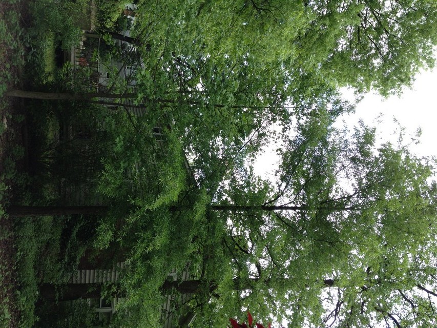 Backyard plant 3: Tall trees??