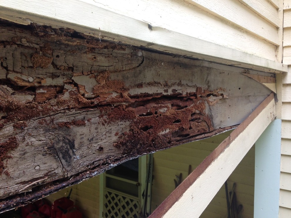 Ant Damage and Water Damage Harvard, MA