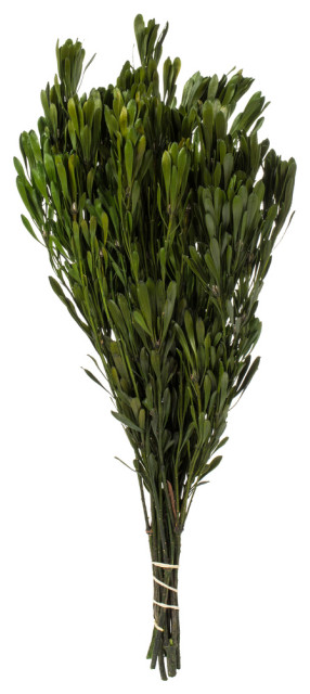 Vickerman H1Plt115 18-24" Spring Green Platys Foliage, Comes In A 5 Oz Bundle