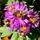 Last commented by PineBarrenGardener