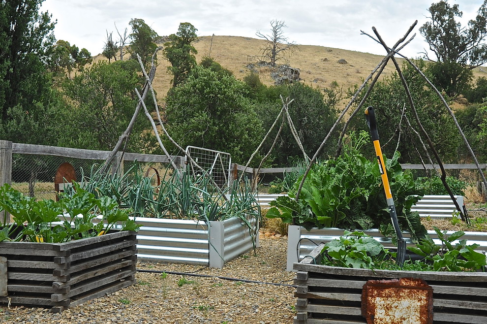 This is an example of an eclectic backyard garden in Adelaide with a vegetable garden.
