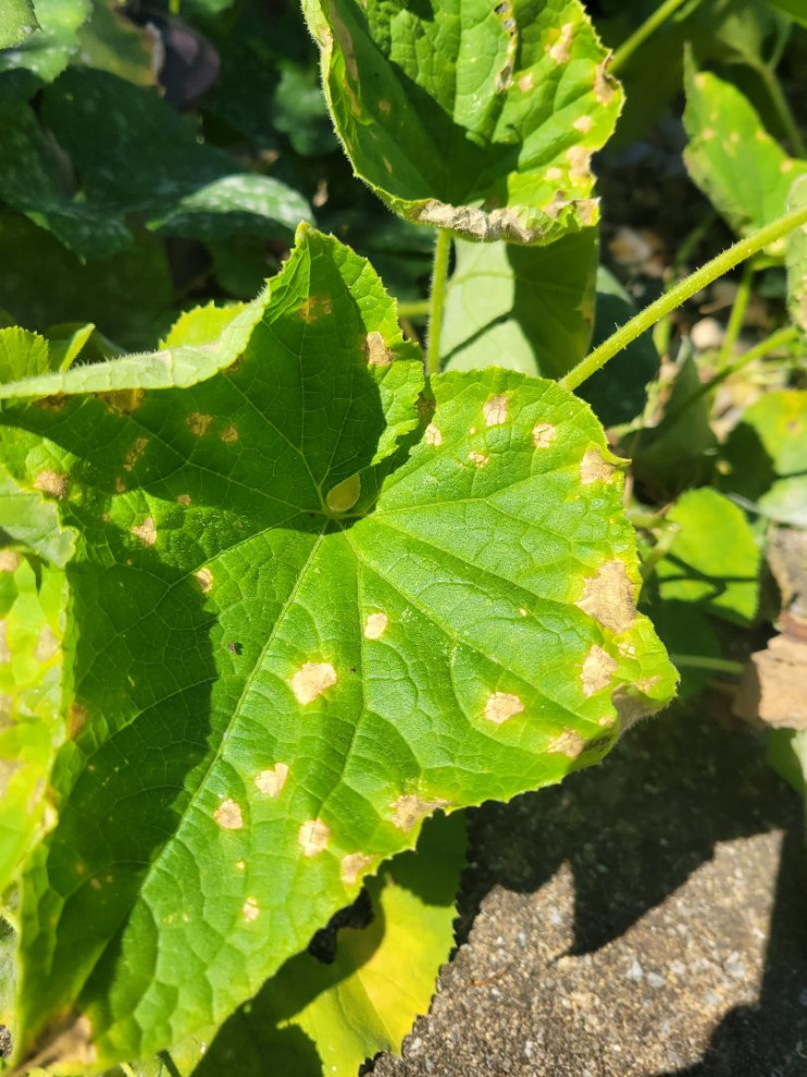 Cucumbers dying