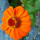 Last commented by Guylaine Quirion