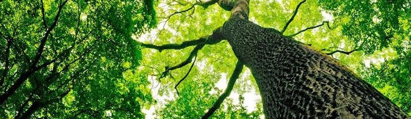 Twin Oaks Tree Service Houston Tx Us 77043 Twin Oaks Tree Service